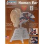Kit para Montar y Pintar una Oreja Humana Lindberg 71308