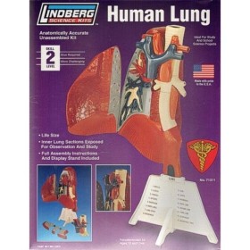 Kit para Montar y Pintar un Pulmón Humano Lindberg 71311